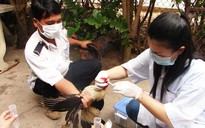 Bình Dương chống cúm A/H5N1 lây lan