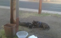 Chú chó Bull chân tình