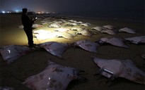 200 con cá đuối chết bí ẩn trên bờ biển Gaza