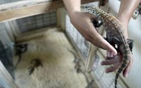 7 con rồng Komodo hiếm chào đời ở Indonesia