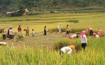 Nhằm chim, bắn trúng mắt người đang gặt lúa