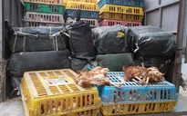 Bắt 4 tấn gà thải, nầm thối Trung Quốc đưa về Hà Nội
