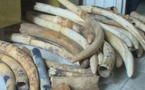 Nhân viên thi hành án trộm hơn 200 kg ngà voi tang vật