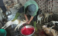 Trộm chó liên tỉnh: Đêm ở lò “hóa kiếp”