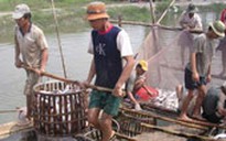 Người nuôi cá hồi sinh
