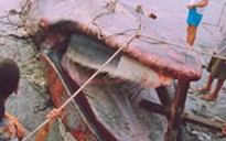 Kiên Giang: Cá lạ nặng hơn 4 tấn dạt vô bờ