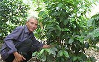 Arabica... tan cửa nát nhà !