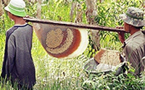 Vắt kiệt rừng U Minh