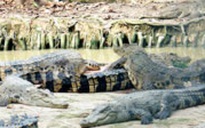 Sự cố nghiêm trọng tại Khánh Hòa: Hàng trăm cá sấu sổng chuồng