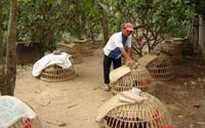 “Công nghệ” săn, o gà độ