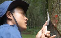 Tổng hợp ý kiến CNVC-LĐ và tổ chức CĐ đối với Đảng và Nhà nước