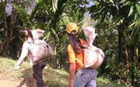Đỏ mắt chờ hàng cứu trợ