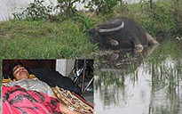 “Trâu điên” húc 1 người chết, 5 người bị thương
