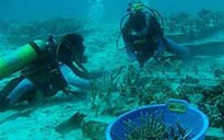 Các dải san hô tái sinh kỳ diệu sau sóng thần