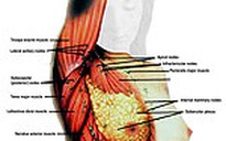 Gien liên quan đến ung thư vú