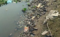 Cá dọn bể chết hàng loạt trên sông Nhuệ