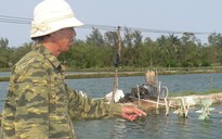 Tôm “nuốt” rừng phòng hộ