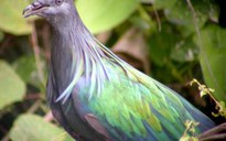 Nuôi thành công bồ câu Nicoba quý hiếm