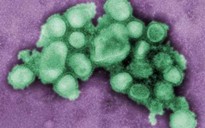 Nguồn gốc bí ẩn của virus H1N1