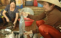 Cá ngừ không có tội !