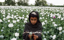Thuốc phiện và Taliban