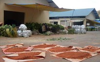 Phù phép khoai ngoại thành khoai nội