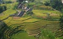 Vàng ươm Sapa
