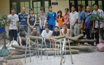 Chặt cây sưa: 11 “lâm tặc” bị bắt