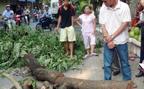 Tuyên chiến với “sưa tặc”