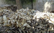 150 tấn xương tạm giữ bị bán chui