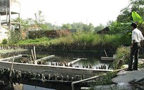 KCN Tân Phú Trung “đầu độc” kênh Thầy Cai
