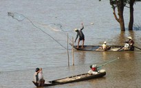 Mùa cá linh già