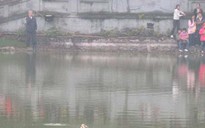 Cụ rùa hồ Gươm nổi lên chào năm mới