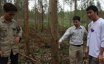 Cho thuê đất trồng rừng ở vùng đắc địa