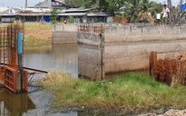 Muỗi bùng phát do công trình... rùa