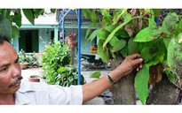 Bụi nix lại phủ khắp nhiều nhà dân