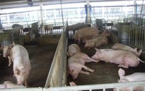 Lợi dụng “bình ổn” để ép giá ?!