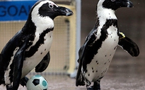 Chim cánh cụt trong “cơn sốt” World Cup