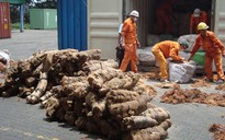VN - điểm tập kết ngà voi lậu quốc tế