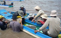 Tiền chảy vào túi thương lái