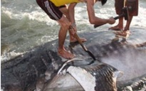 Cá 1,5 tấn chết là cá nhám voi quý hiếm
