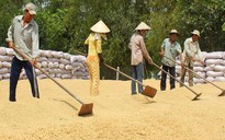 Bóp bụng bán rẻ lúa