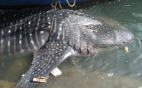 Lại bắt được cá mập nặng 1,5 tấn