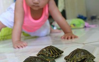 Chưa được nuôi rùa tai đỏ