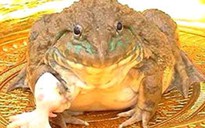 Bắt được con ếch 7 chân ở Thái Lan