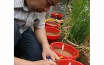 Lúa cổ chỉ là lúa Khang Dân?