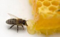 Trị ho bằng mật ong