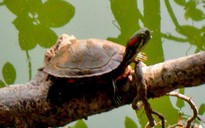 Diệt rùa tai đỏ ở hồ Gươm
