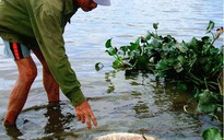 Cá sông Bàn Thạch chết hàng loạt