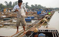 Cá bè lại chết hàng loạt trên sông Cái